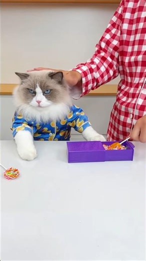 The cat played a prank on its owner #shorts #vairalshort