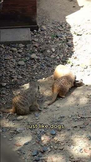 Ferret Care 101 Everything You Need to Know
