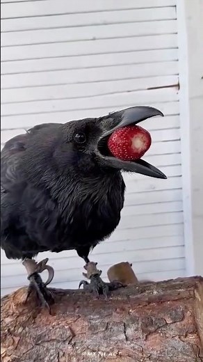 Never Feed Crows