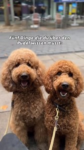 5 Dinge die du über die Rasse Pudel wissen musst 🐩♥️ #pudel #pudelliebe #pudelwelpe #kleinpudel #großpudel #grosspudel #zwergpudel #toypudel #königspudel #welpen #welpenalarm #welpenliebe #welpenzeit #hundeliebe #hundemüde #hundemädchen #hundemachenglücklich #hundeaufinstagram #poodle #poodlepuppy #puppy #puppies #dog #dogmom | Delme Pudel