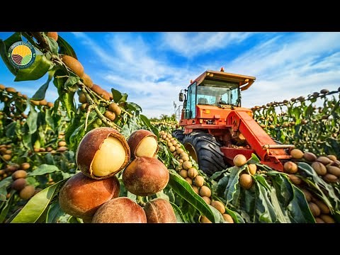How Farmers Harvest Macadamia Nuts: Modern Macadamia Harvesting and Processing | Farming Documentary