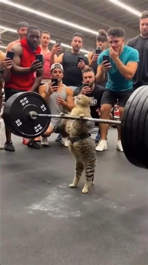 #foryou #cat #history #cute #gym #foryou #leathercomplex #shoemaking #history #cute #leathercompany