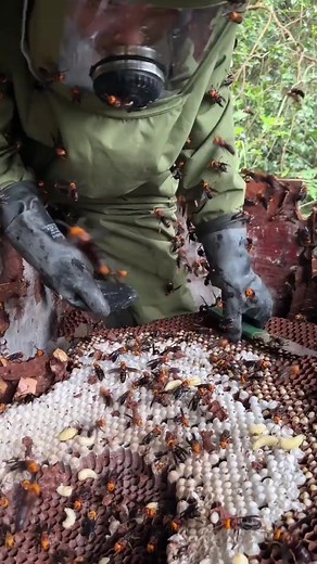 Hornet farming, tiger hornet wine benefits 🐝🔥 #HornetFarming #HornetWine #Beekeepers | Way of Nature