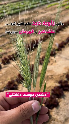 ‎‌مرجع آموزش علف‌‌ هرز و علفکش‌‎ on Instagram‎: "⁨ 🌾🧬 چاودار؛ از مزاحم تا منجی 🔶در کلرادو، کانزاس، نبراسکا و وایومینگ، پژوهشگران سال‌ها پیش به چاودار (Secale cereale) فقط به چشم “علف هرز” نگاه کردند. با آزمایش‌هایی روی تراکم‌های مختلف، نشان دادند که این گیاه حتی در مقدار کم، رقابت شدیدی ایجاد می‌کند. مدلسازی خسارت با تابع (negative hyperbolic yield loss function)** نشان داد که “آستانه اقتصادی کنترل” فقط حدود “۴ تا ۵ بوته در هر متر مربع” است؛ یعنی کوچک‌ترین حضورش هم می‌تواند به افت عملکرد منجر