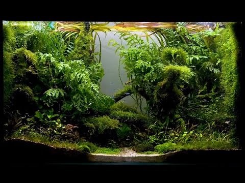 DIY: Bio Active Paludarium Frog Tank Basics
