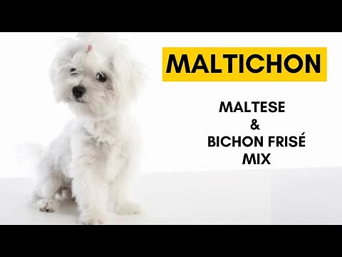 Maltichon - Top 10 Interesting facts About Maltese and Bichon Frisé Dog Mix