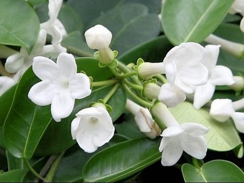 HOW TO GROW AND CARE FOR HOUSE PLANTS - STEPHANOTIS FLORIBUNDA