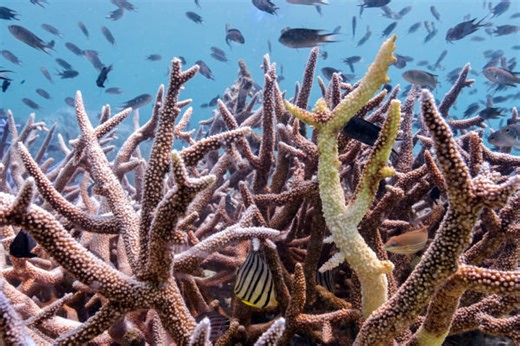 Global coral bleaching event expands, now the largest on record - The Weather Network
