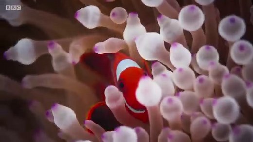 New Species: How Many Undiscovered Sea Creatures Are Living in the Ocean?