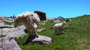 Baby Rocky Mountain Goats billies kids nannie running high alpine with shaggy goat terrain Colorado Rocky Mountains Silverton Chicago Basin Telluride Twin Lake Eulos Windom Sunlight peak pan left