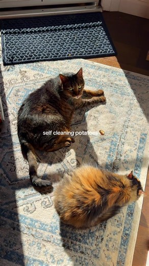 Heartwarming Cat Moments with Potatoes