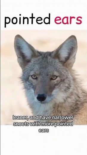 Wolf vs Coyote 🐺 Can You Tell Them Apart?