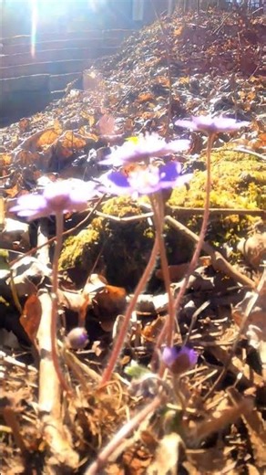 Spring Feels Like This