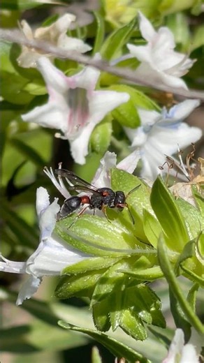 DESPERTANDO TRAS LAS LLUVIAS #avispa #lluvia #biodiversity