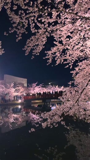 Hirosaki Park is among Japan’s most famous nighttime cherry blossom spots 🌸In Tohoku, the blossoms peak later than in Tokyo. From late April to early May, over 2,600 cherry trees fill the castle grounds with pink blooms.During the Hirosaki Cherry Blossom Festival, the park is lit up from sunset until 10 PM, giving visitors plenty of time to enjoy the view, even at night 🌸🌙📸CREDIT: subtitletokyo https://t.co/oIDEAyTDvR~~#VisitJapan #CherryBlossomFestival #CherryBlossom📌 #Aomori PrefectureTag