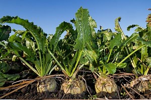 Şeker Pancarının Duymadığınız 8 Faydası - Nefis Yemek Tarifleri