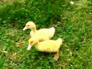 Baby ducks first romp in the yard