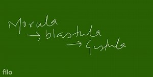 In humans, embryonic structure formed immediately after the str... | Filo