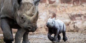 UK zoo celebrates birth of critically endangered eastern black rhino