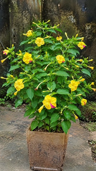 Yellow Four O’Clock Flower Pruning & Propagation