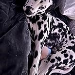 Active Moving Pet Plush Toy, 2024 Upgrade Interactive Electronic Dogs Toys, Squeaky Mobile Dog Ball Toy, Interactive Dog Ball Mobile Dogs Toys with Recording and Music Mode (Rooster)