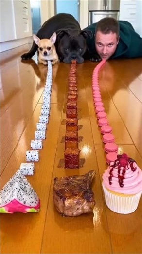 This Dog Is Too Quick 😳⚡🐶 #dog #chihuahua #eatingchallenge #funny #pets