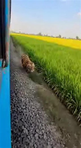 Engaging Wildlife Storytelling with AI Technology