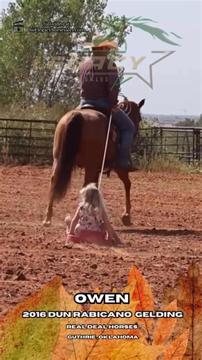 Owen 2016 | Dun Gelding | 14.3 hh 𝗖𝗼𝗻𝘀𝗶𝗴𝗻𝗲𝗱 𝗯𝘆: Real Deal Horses LLC - Guthrie, OK Direct link to bid : https://bid.legacyhorsesales.com/lots/view/5-22I7N6/owen “ Owen has a natural way of giving his rider confidence and comfort, whether you’re headed down the trail alone or making circles in the arena. He’s been ridden out by himself for hours, crossing water, brush, and rough terrain without a single bobble. Riding away from the herd or the barn doesn’t bother him in the least.” 📞 