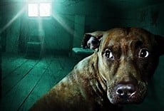 Instinto paranormal - Animal Planet Online