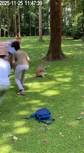 Monkey Steals Tourist Backpack!