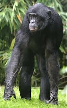 Bonobo Sound Effects 🐵 🔊