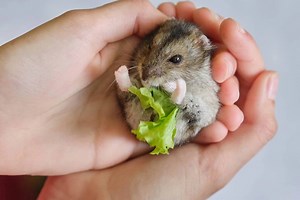 Hamster Sleep - everything you Need to Know