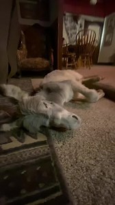 Baby Walter is so adorable 🥰 We are gonna get Walter tomorrow. We love y’all, be kind to each other, and have a great night. | Walter the orphan from Oatman’s happy new life