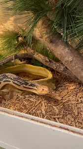79K views · 1K reactions | THIS SNAKE HISSES SO LOUD!  #pinesnake #pituophis #snakes #snake #animals #otistheturtle #reptileeducation #animaleducation #animalworld #DidYouKnow #animalfacts #reptile #reptiles #gardenstatetortoise | Garden State Tortoise | Facebook