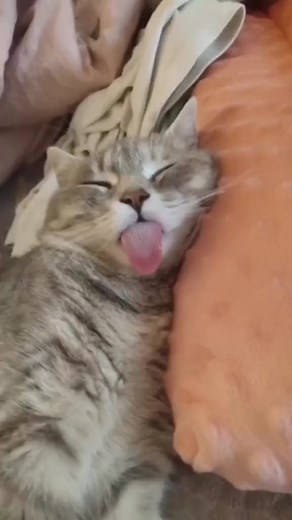 8.4K views · 169 reactions | Aw so cute 殺 | genivideo | Facebook