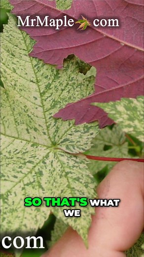 1.3K views · 27 reactions | From Purple To Pink Acer pseudoplatanus 'Esk Sunset'  | MrMaple Show & Podcast | Facebook