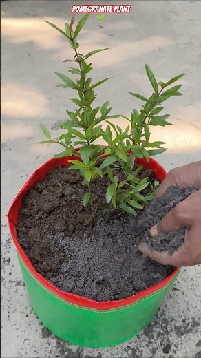 😱 Grow Pomegranate FAST in Grow Bags Using Kitchen Waste! Secret Revealed 🔥 #shorts #pomegranate
