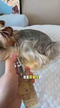 Don't Make Your Pup Cry: The Right Way to Untangle Dog Fur