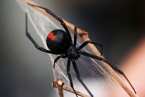 How to Treat a Red Back Spider Bite - First Aid Management