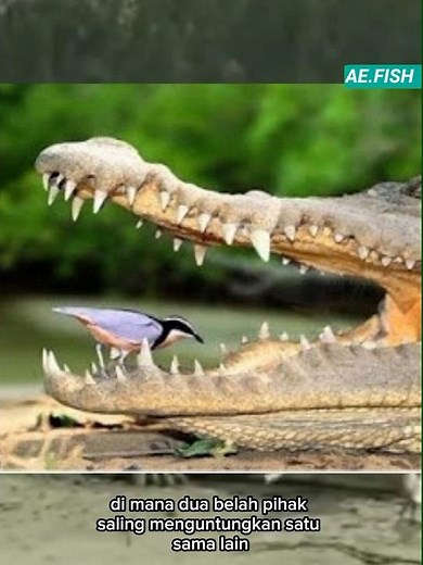 simbiosis mutualisme antara buaya dan burung plover #animals