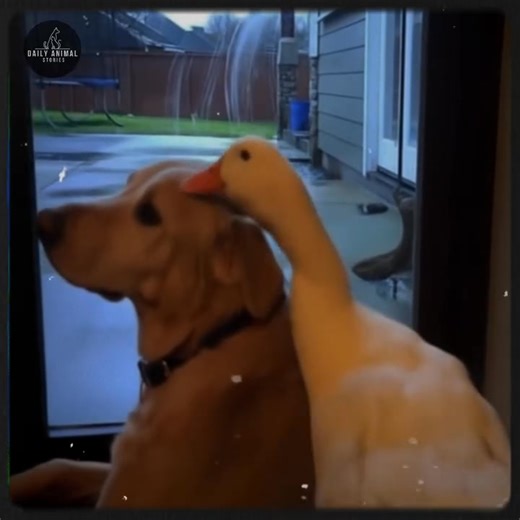 6.2K views · 941 reactions | Max and Daisy: An Unforgettable Story of Friendship Against the Odds [Full story in cᴑmments] | Dog Friendly Club | Facebook