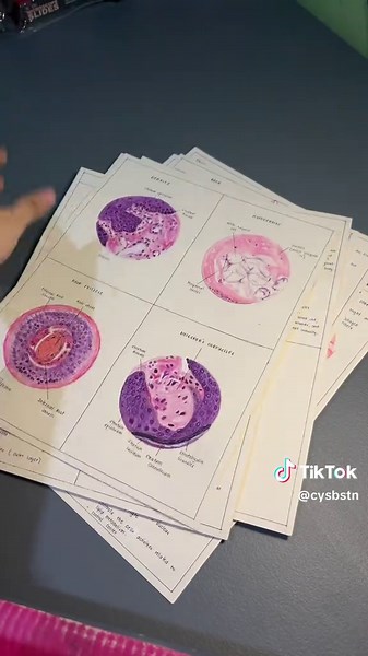 Last 7 Drawings for Medtech Midterms