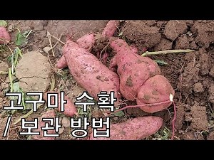 고구마 수확 방법 및 장기간 보관하는 방법 [농사의신] / Sweet Potato Harvest