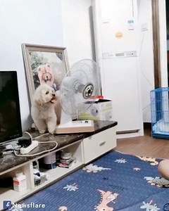 6.7M views · 10K reactions | Intelligent pooch points electric fan towards his place by himself | MetDaan Animals | Facebook