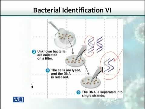 Microbial Identification (6): DNA Probes & DNA Chips | Biotechnology | BIO5101_Topic119
