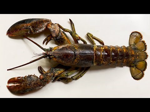 What's inside a lobster? [Lobster anatomy]