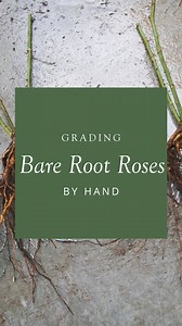 Once lifted from the fields, every bare root rose grown by us goes through a grading process. Here at David Austin Roses, only the best bare root roses go out to our customers. 🌹 Our process for ensuring this is simple yet fundamental to achieving - and delivering upon - the immensely high standards we set ourselves. Every rose is checked by hand, using a calliper device to ensure the thickness of the stems is 18mm in total. When grading bare root roses, the quality of the roots are also checke