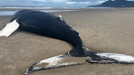 Dead humpback whale found beached on Oregon Coast