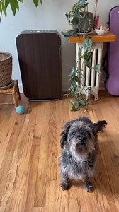With Alen, pet allergens are a thing of the past. Alen captures 99.9% of particles, including dander, hair, and more—saving you on allergy treatments while keeping your home cleaner and your air purer. Now if only it could filter out pet sounds, too… Get relief now and pay later with “Pay With Shop Pay” at checkout. | Alen
