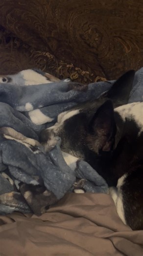 It must be tough waiting for me to get home from work……🥹 #puppysnores | Janice Rogers WBRC